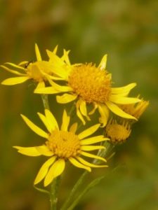 arnica_arnica_montana_medicinal_plant_flower_blossom_bloom_plant_flora-1154881.jpg!s